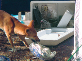 When following a food scent, dingoes will tear through tents and up-end iceboxes. Your best defence is common sense; keep all food attractants secure. 