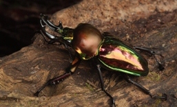 Photo of a rainbow stag beetle