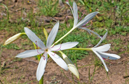 Lilies bloom after rain in the woodland south-west of the lake. 