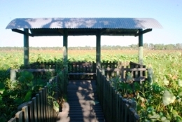 Viewing platform at Red Lily Lagoon. 