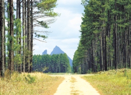 Image of exotic pine plantations which have surrounded the Glass House Mountains since the 1930s.