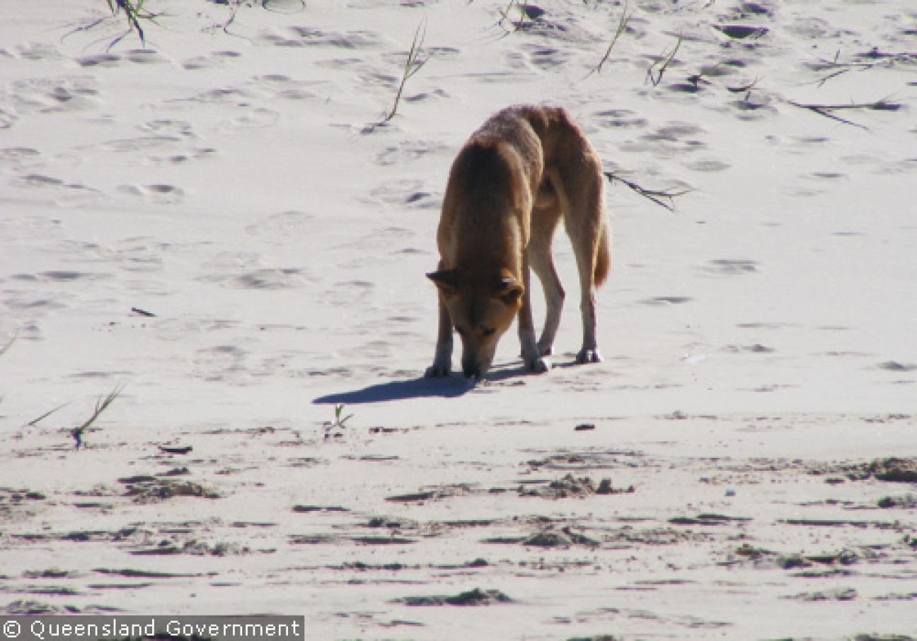 Fraser Island Dingoes