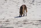 Fraser Island Dingoes