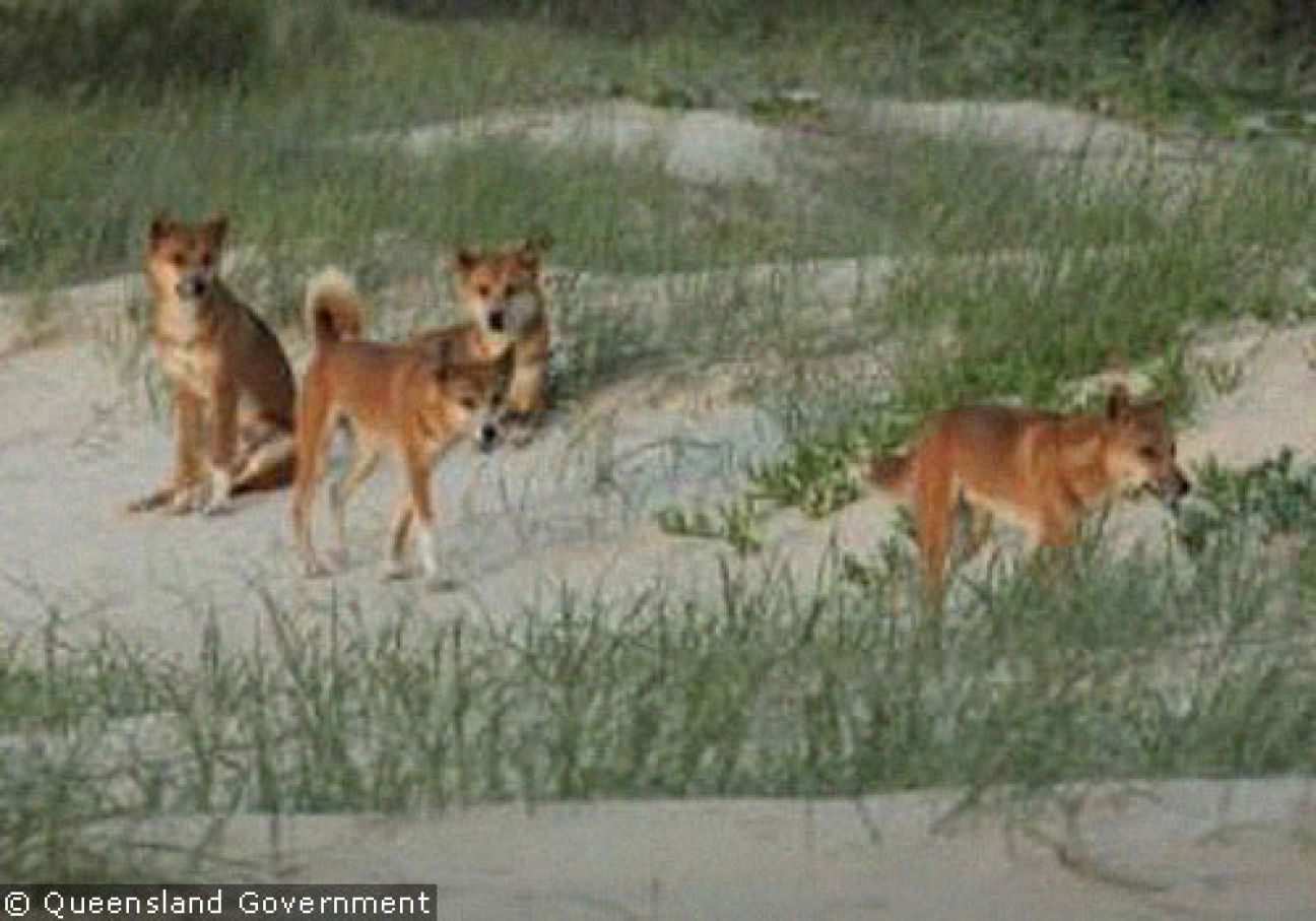 Fraser Island Dingoes