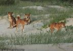 Fraser Island Dingoes