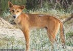 Fraser Island Dingoes