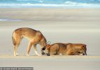 Fraser Island Dingoes
