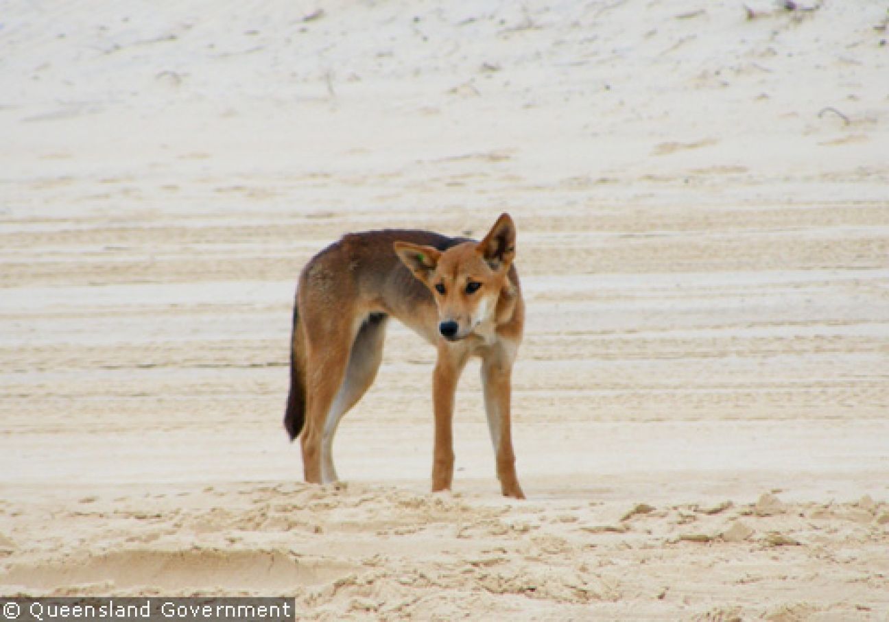 Fraser Island Dingoes