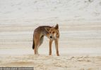 Fraser Island Dingoes