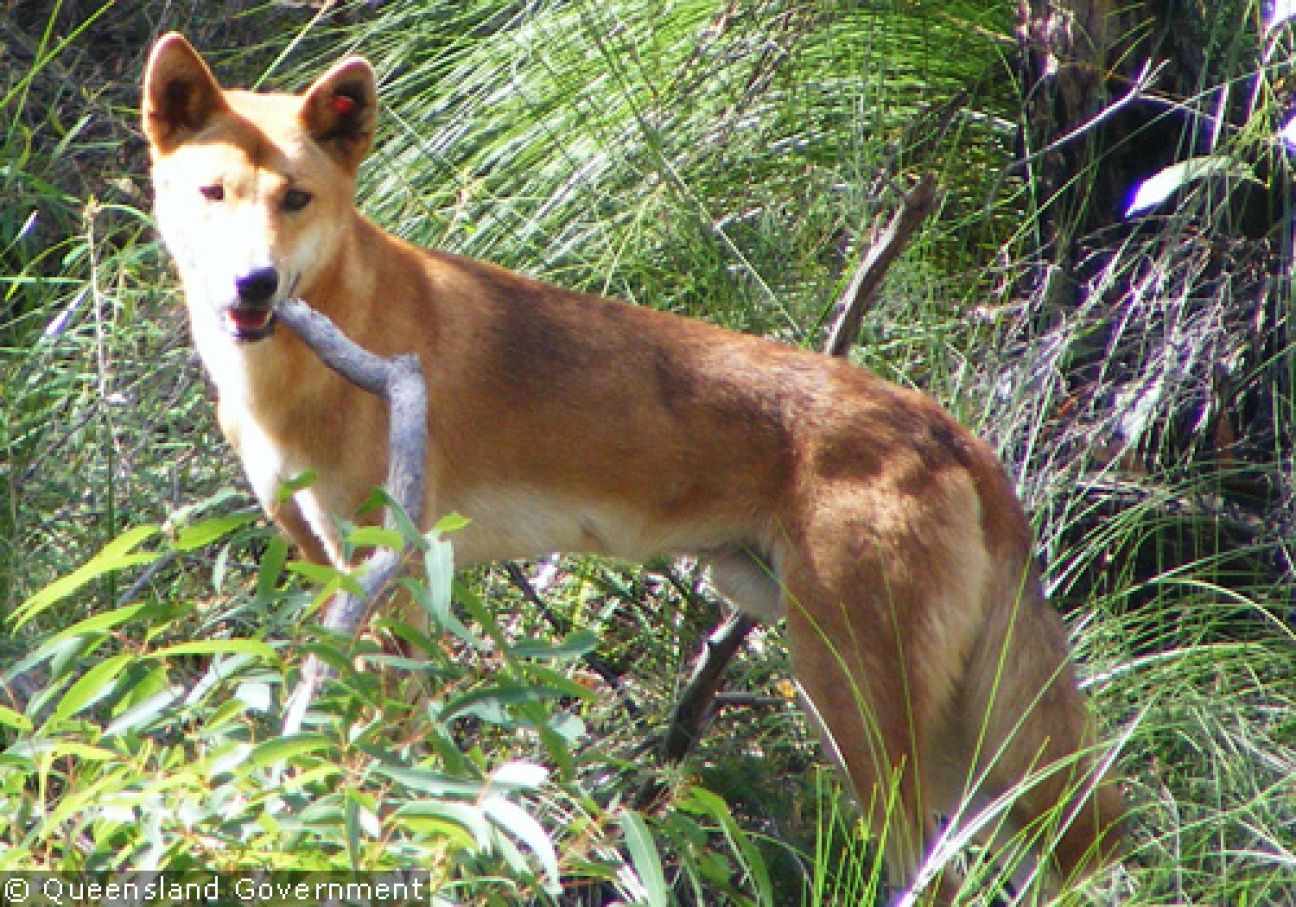 Fraser Island Dingoes