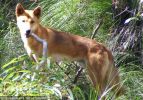 Fraser Island Dingoes