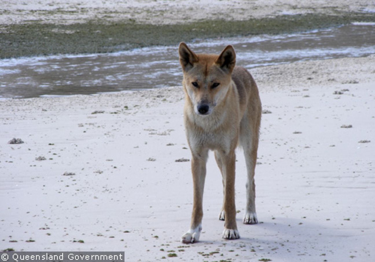 Fraser Island Dingoes
