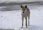 Fraser Island Dingoes