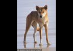 Fraser Island Dingoes