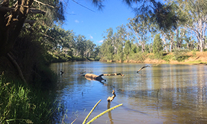 Image of the view of the Burdekin River from the camping area.