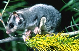 Image of a Sugar glider.