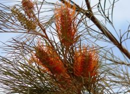 Image of fern-leafed grevilleas which attract many birds.