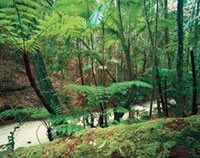 Image of Wanggoolba Creek where you can walk along and see its clear waters flowing silently over sand.