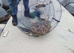 Turtle caught in crab pot