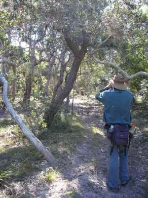 Image of a man walking on Curtis Island which you need to be well prepared for.