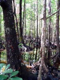 Image of mangrove forest on the Thorsborne Trail. 