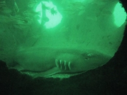 A reef ball is home for a grey carpet shark.