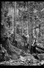 At the height of track building, there were 56 men employed at Lamington.