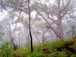 Photo of mist through open eucalypt woodland.
