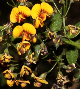 Daviesia umbellulata flowers in the open forest understorey. 