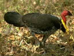 Australian brush-turkey. 