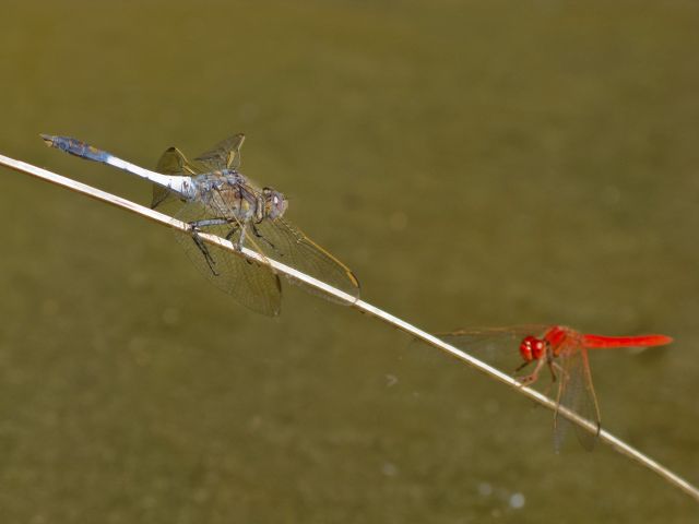 Look for colourful dragonflies hanging around Reedy Waterhole.