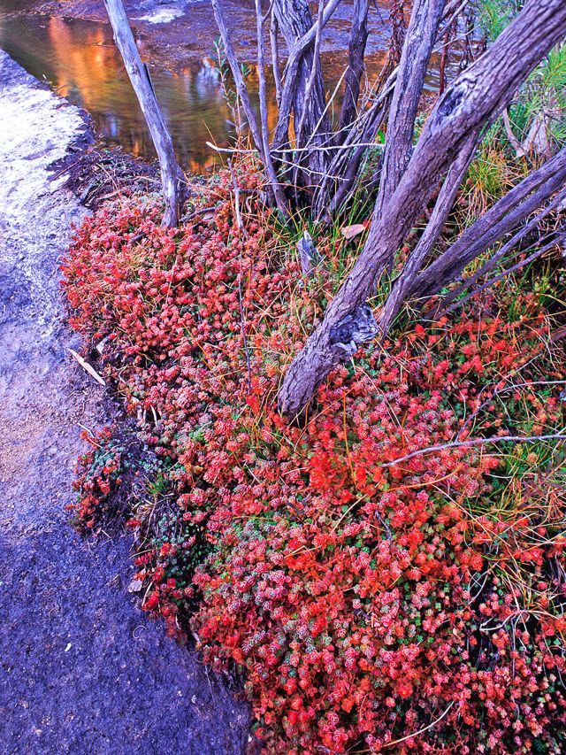 Admire spring wildflower displays on the Wyberba walk.