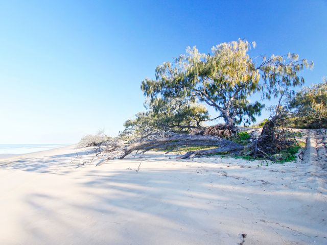 Camp sites overlooking Palm Beach await you at Kinkuna beach camping area.