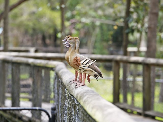 The plumed whistling duck has a distinctive high-pitched whistling call.