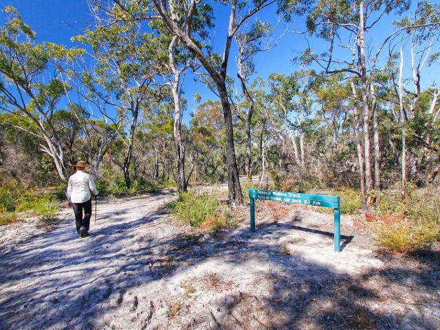 Walk through melaleuca wetlands, strands of weeping cabbage palms, eucalypt and banksia woodlands on the Banksia track.