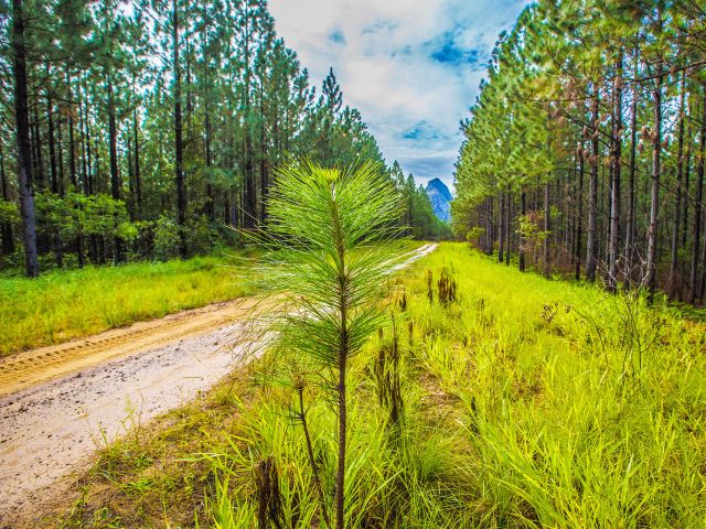 Exotic pine plantations surrounded by views of the Glass House Mountains peaks feature in Beerburrum and Beerwah State Forests.