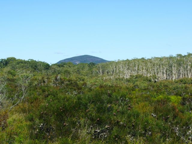 Hakeas dot the landscape and provide food and shelter for birds.