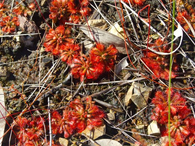 Sundews are beautiful carnivorous plants that feed on insects. Keep an eye out for them along your stroll.