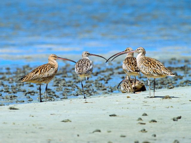 Eastern curlews on the Southern Island discovery drive.