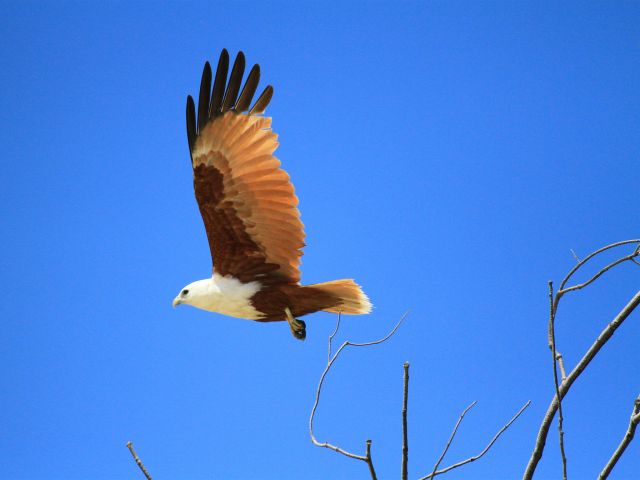 Brahminy kites are often seen along the Coastal Walk.