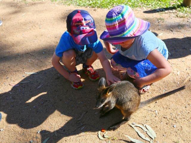 The kids will love meeting the wallabies at Wallaby Way!