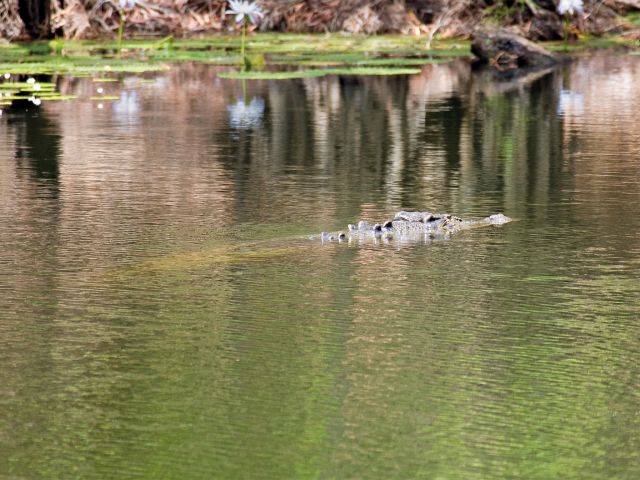 Rinyirru (Lakefield) National Park (CYPAL) is estuarine crocodile country!