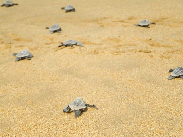 During the turtle breeding season (mid-October to April) you might be lucky enough to see hatchlings racing down the beach.