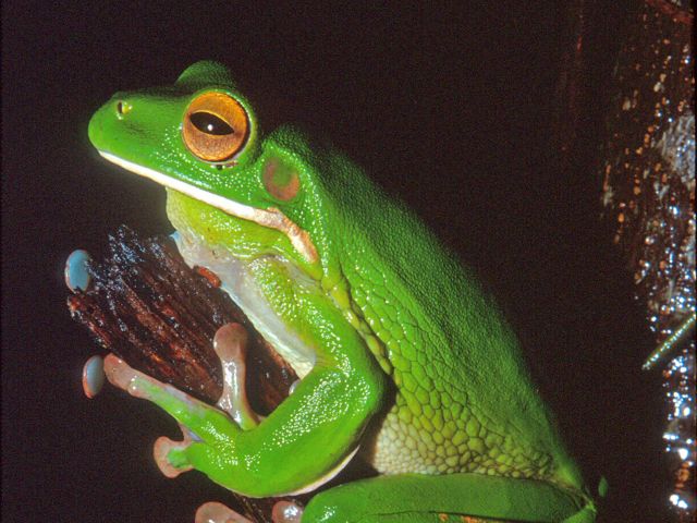 Relax in your tent and listen to the frog calls, like that of the white-lipped treefrog.