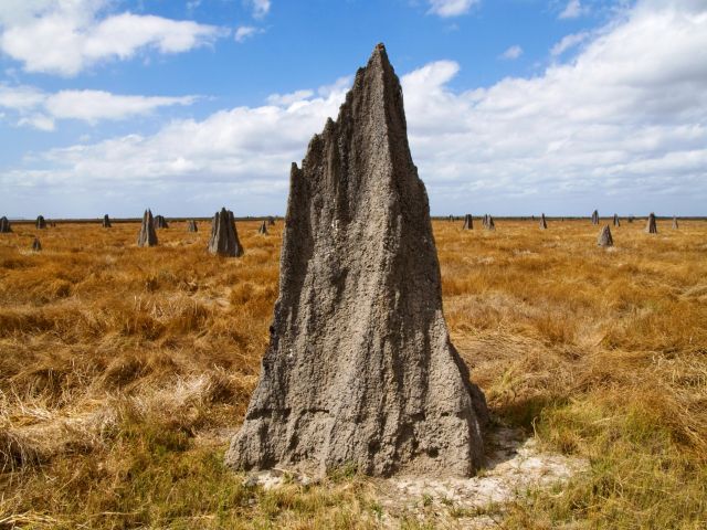 View the fascinating termite mounds of Nifold Plain.