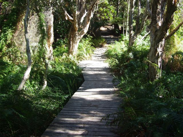 Walk boardwalks through paperbark forest in Noosa National Park.