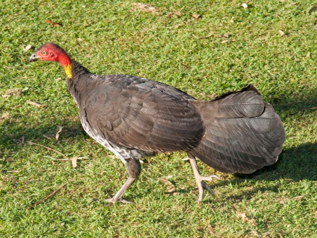 Keep an eye out for Australian brush-turkeys and their large, mound-like nests.