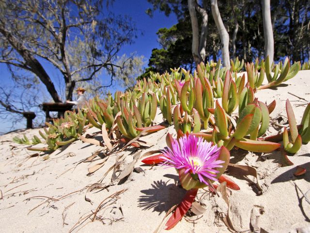 Pigface flowers provide splashes of colour on the beach at Russell's Rest.