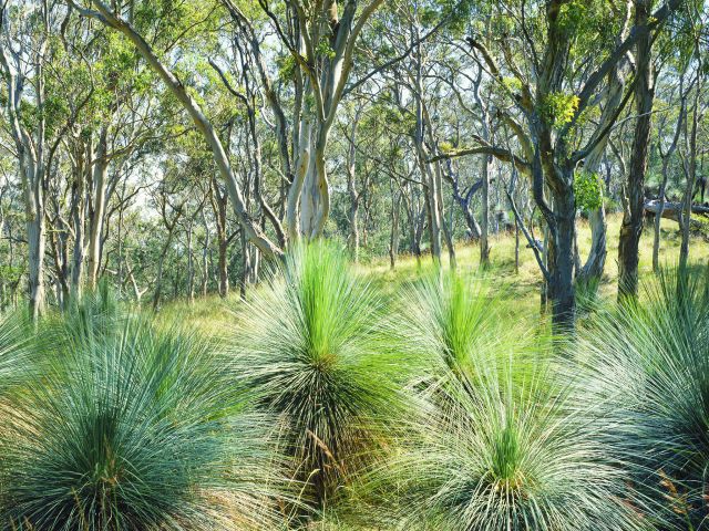 There is a small patch of eucalypt forest along the Barker Creek circuit.