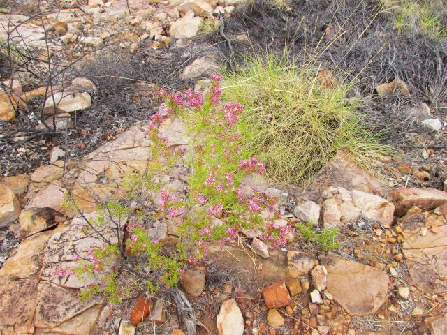 Spot the star-shaped flowers of the turkey bush.
